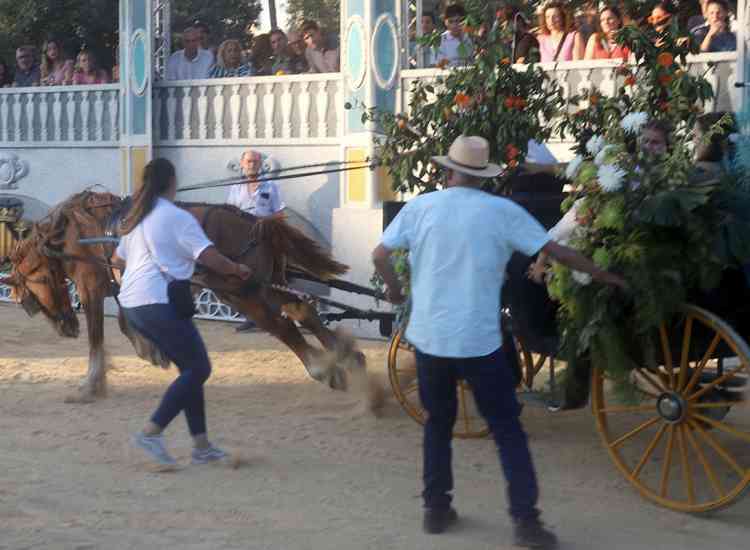 batalla flores 25 ii  